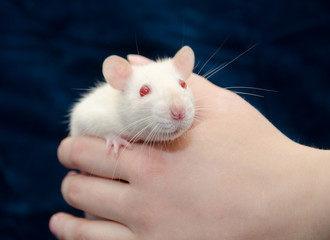 Cute curious white laboratory rat in a human hand (selective focus on the rat nose)