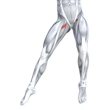 Concept conceptual 3D illustration fit strong front upper leg human anatomy, anatomical muscle isolated white background for body medical health tendon foot and biological gym fitness muscular system