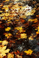 Leaves