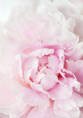 beautiful pink peony flower background © Olga Miltsova