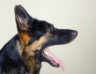 Sleepy German shepherd yawning (against a gray background), retro style