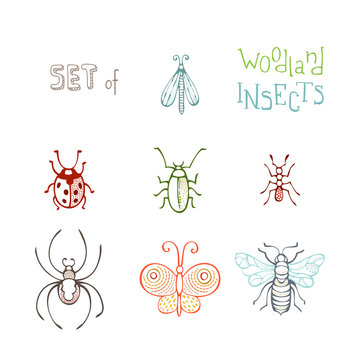 Vector set of woodland insects in linear style.