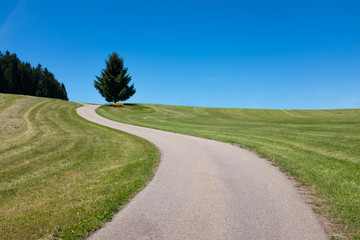 Winding road leads to a tree and a bench in the distance, Black forest, Germany