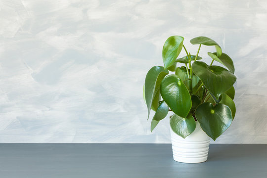 houseplant peperomia in white pot