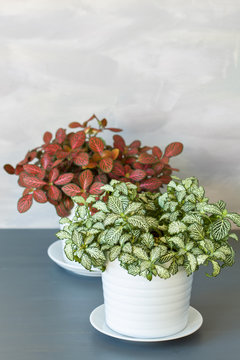 houseplant fittonia albivenis in white pot