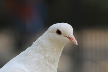 Mirada de paz 