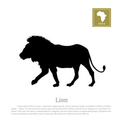 Detailed of black lion silhouette on white background. African animals