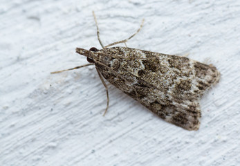 macro photo of a moth on wall
