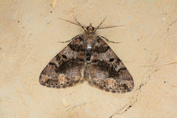 macro photo of a moth on wall