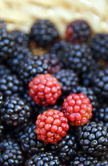 Blackberries