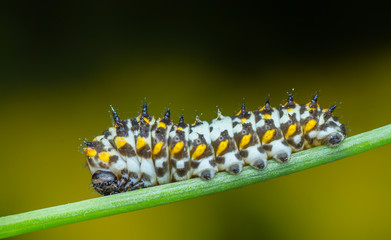Macro photo of Swallowtail butterfly caterpillar