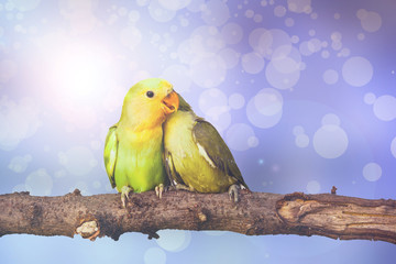 lovebird on Blurred fairy lights background