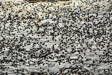 Tree eaten by beetles, holes in the tree.