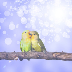 lovebird on Blurred fairy lights background
