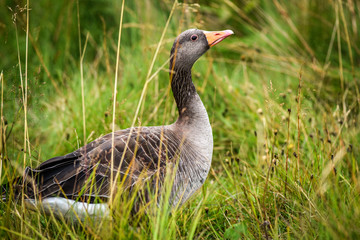 A gray goose sitting in the grass and looking around for food