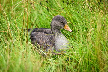 A gray goose sitting in the grass and looking around for food