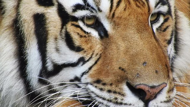 An amazing Bengal tiger close up on face in 4k looking to the far right of camera.