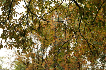 Autumn's trees in the sky