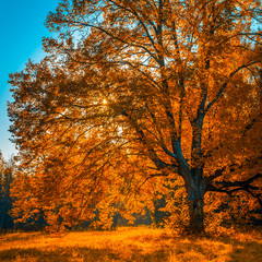 Obrazy na Szkle  Autunm tree in the park, perfect fall scenery