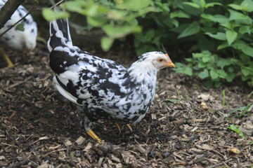 Freilaufendes Huhn