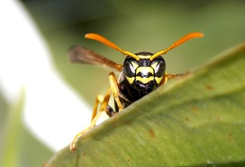yellow wasp on a green leaf