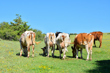 Fototapeta premium adventure in the alps