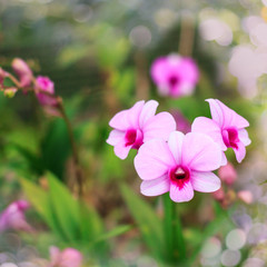 Blur purple orchid background