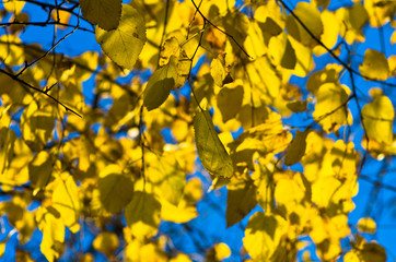 Yellow leaves on a blue sky background at autumn in Belgrade, Serbia