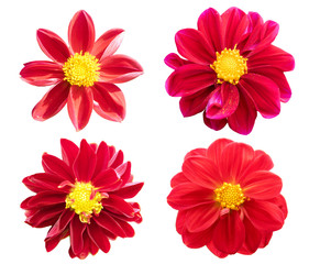 collection red chrysanthemum isolated on white background