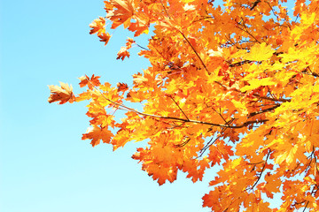 Tree in fall