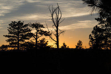 Sonnenuntergang hinter totem Baum am Bryce Canyon