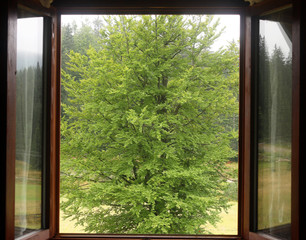 a glance through a window on a green tree
