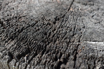 Texture of weathered timber fence