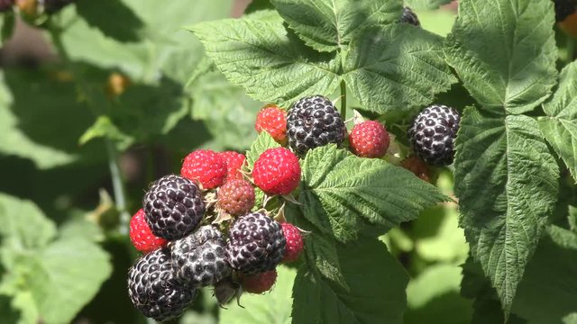 Garden BlackBerry on a summer day