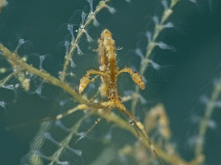 Skeleton Shrimp, Widderkrebschen (Caprellidae)
