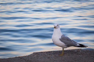 Möwe sitzt vor dem Wasser