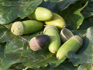 Eicheln der Stieleiche (Quercus robur)