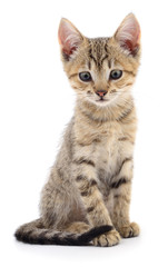 Kitten on white background.