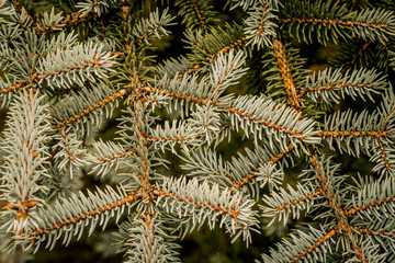 Naklejka na ściany i meble beautiful forest background with gray and green spruce needles