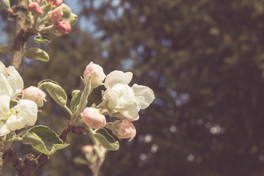 Fototapeta Kwitnocę jabłonie, pąki kwiatów w ogrodznie, vintage