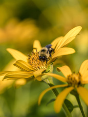 bumblebee, also written bumble bee