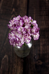 carnation