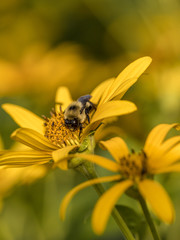 bumblebee, also written bumble bee