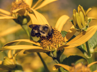 bumblebee, also written bumble bee