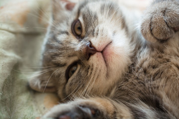 Fototapeta premium Scottish fold kitten lying on the bed.
