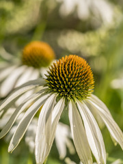 Echinacea purpurea flower