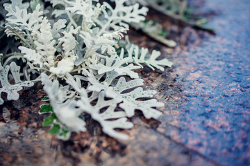 Senecio Cineraria, Dusty Miller, Cineraria Maritima, Silver dust (Compositae)