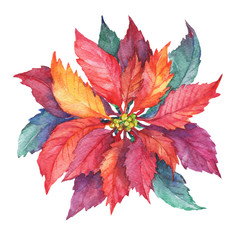 Red poinsettia flower (Euphorbia pulcherrima, Christmas Star, Star of Bethlehem, Santa Claus Flower) New Year, Noel, Nativity. Watercolor hand drawn painting illustration isolated on white background.