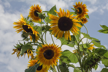 mature sunflowers tend to earth full of seeds on  summer field