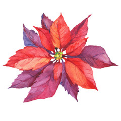 Red poinsettia flower (Euphorbia pulcherrima, Christmas Star, Star of Bethlehem, Santa Claus' Flower). Merry Christmas, Noel. Watercolor hand drawn painting illustration isolated on white background.